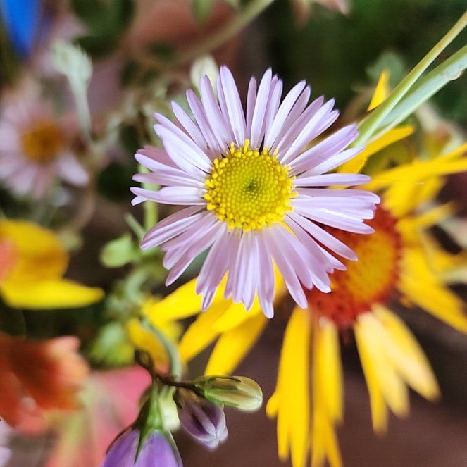 Photo of the plant species Aspen Fleabane by @StrongKeylime named Homer on Greg, the plant care app