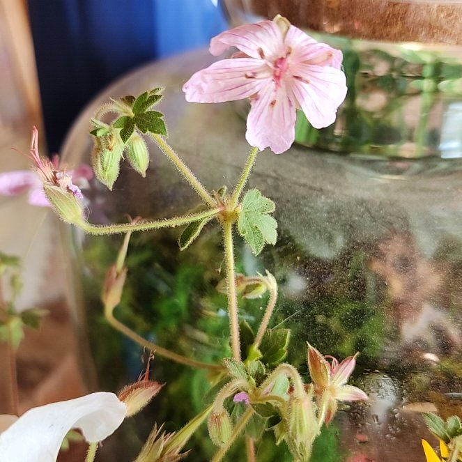 Photo of the plant species Meadow Geranium by @StrongKeylime named Sol on Greg, the plant care app
