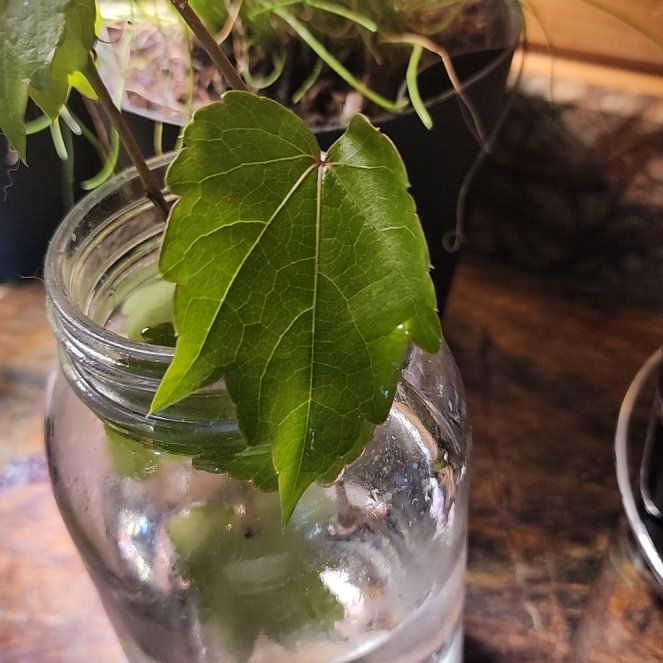 Photo of the plant species Japanese Ivy by @StrongKeylime named Madonna on Greg, the plant care app