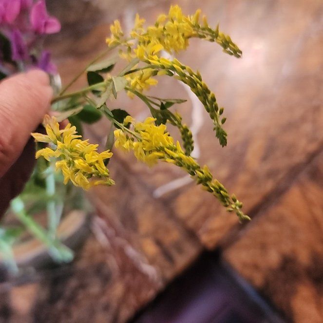 Photo of the plant species Sweetclover by @StrongKeylime named Mochi on Greg, the plant care app