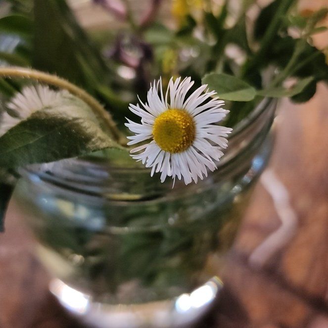 Photo of the plant species Annual Fleabane by @StrongKeylime named Kardashian on Greg, the plant care app