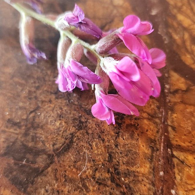 Photo of the plant species Wooly Locoweed by @StrongKeylime named Zion on Greg, the plant care app