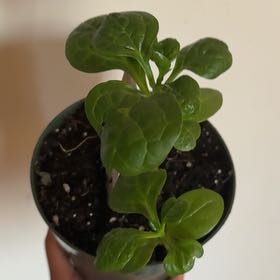Photo of the plant species Coprosma Repens by @ResoluteWoreya named Surprise on Greg, the plant care app