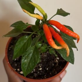 Photo of the plant species Capsicum 'Medusa' by @ResoluteWoreya named Medusa on Greg, the plant care app
