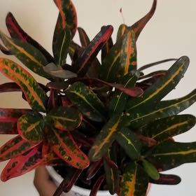 Photo of the plant species Luna Batik Croton by @ResoluteWoreya named Leonardo on Greg, the plant care app