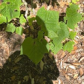 Photo of the plant species Striped Maple by @RestfulAlocasia named Coco on Greg, the plant care app