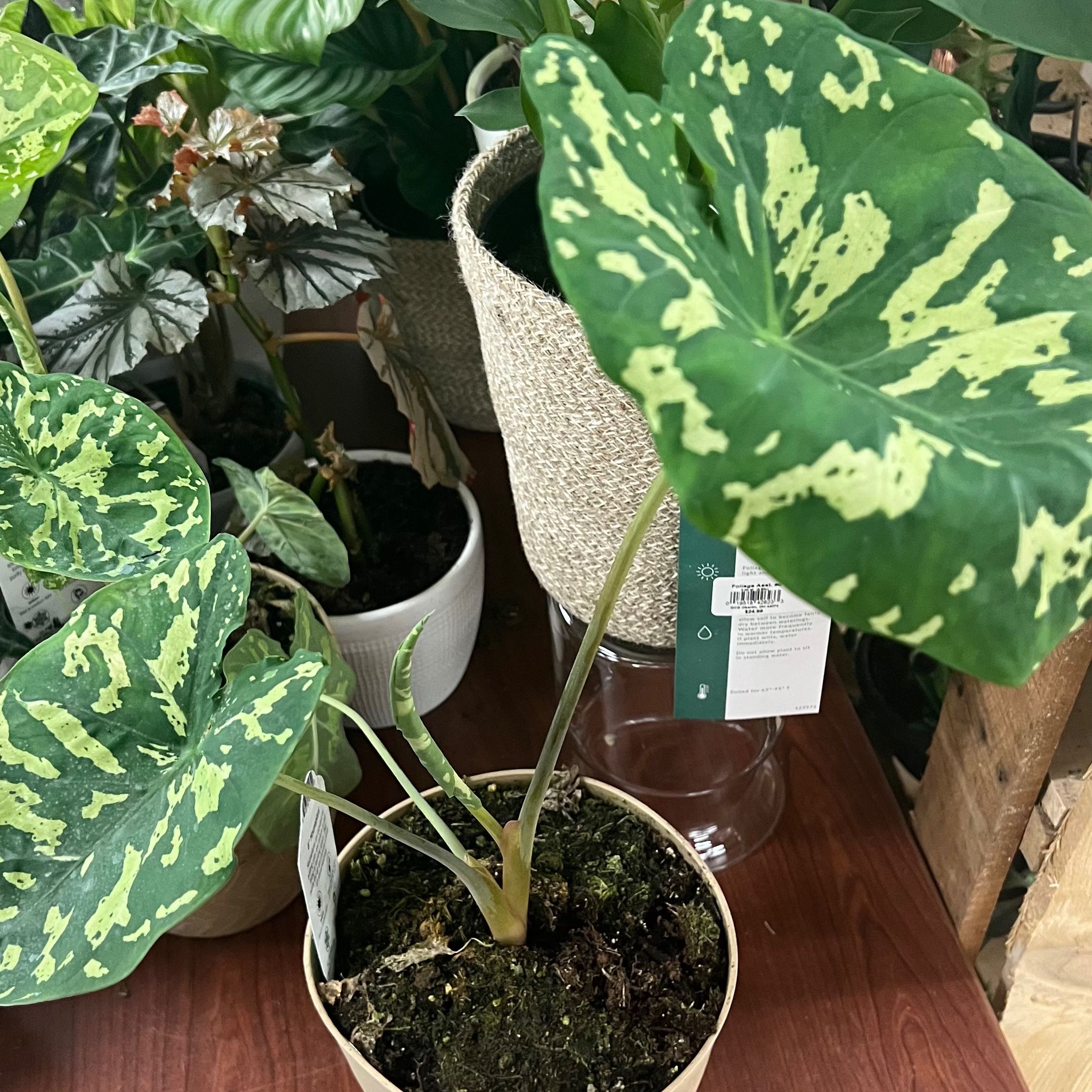 Caladium Hilo Beauty plant in a pot with visible soil and healthy variegated leaves.