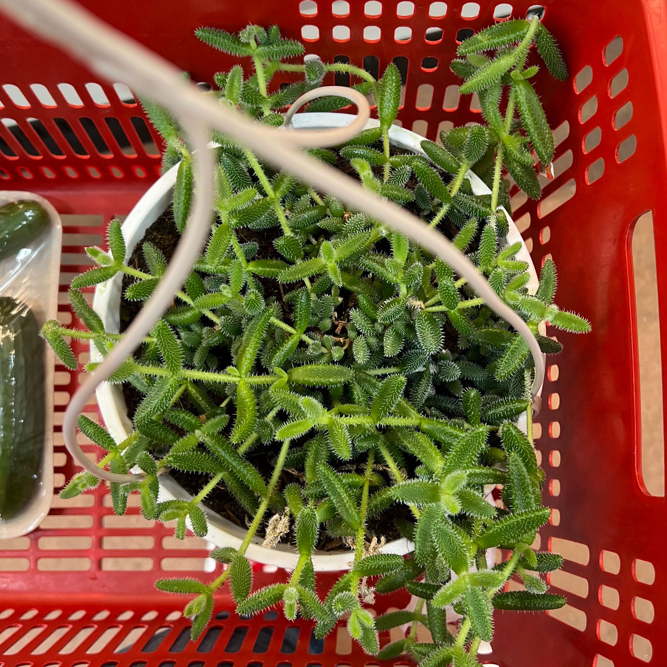 Pickle Plant in a white pot inside a red basket, healthy green leaves.