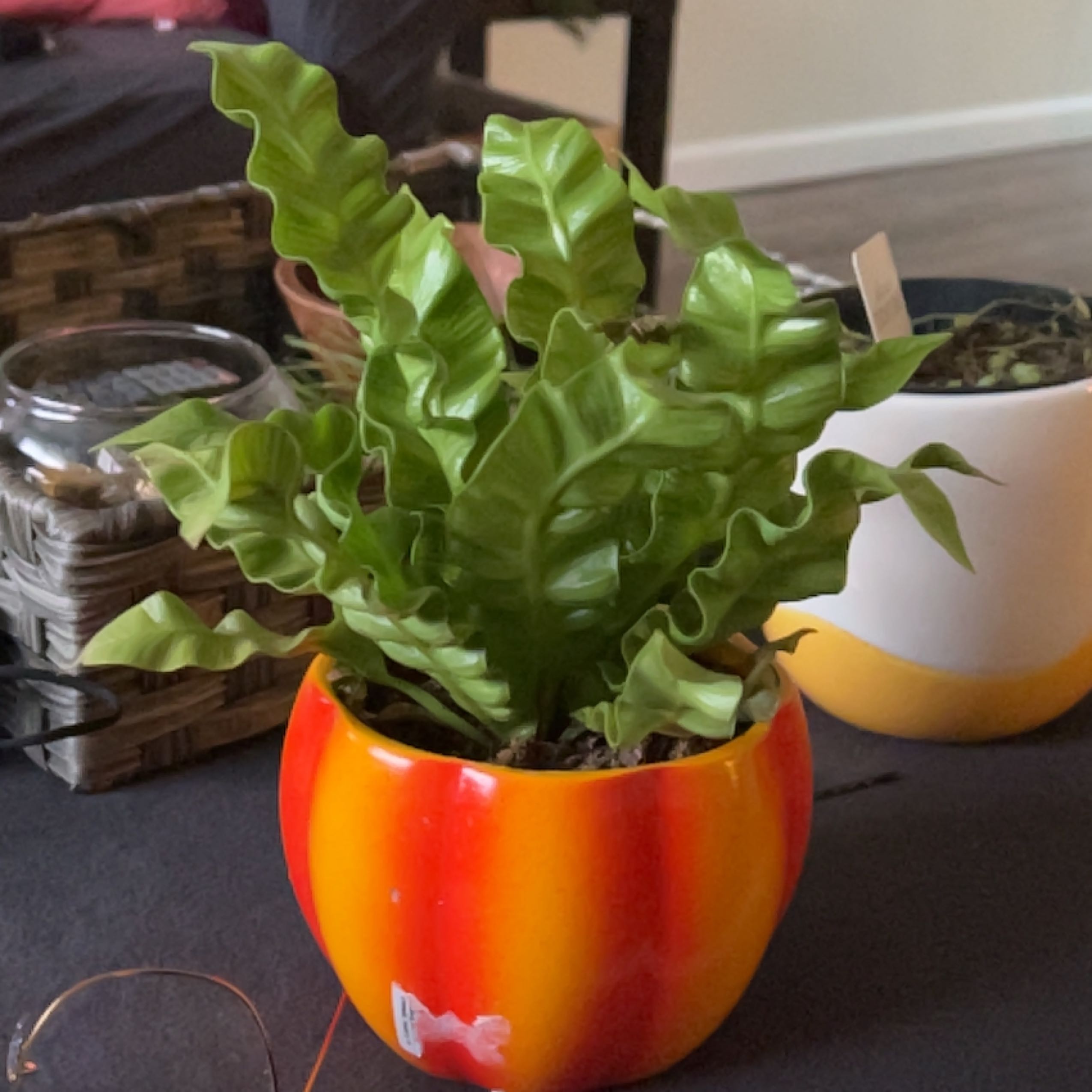 Hart's Tongue Fern in a vibrant orange and yellow pot, healthy green leaves.