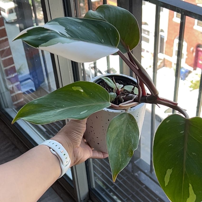 White Knight Philodendron with variegated leaves held by a person near a window.