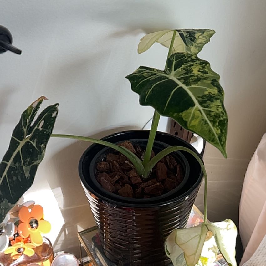 Variegated Alocasia frydek in a black pot with variegated leaves.