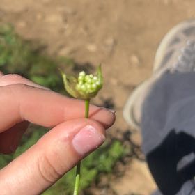 Photo of the plant species Allium Canadense by @Kmw107 named Bigleef Smalls on Greg, the plant care app