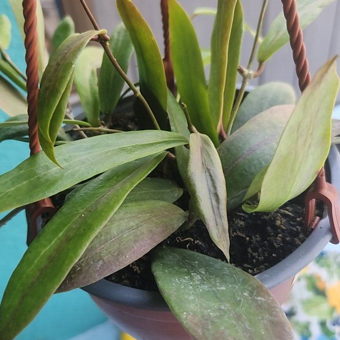 Photo of the plant species Hoya ilagiorum by @ZingNectarine named Doja Cat on Greg, the plant care app