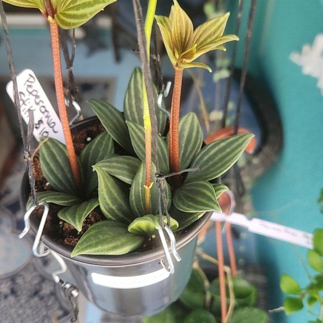 Photo of the plant species Stilt Peperomia by @ZingNectarine named Muhammad Ali on Greg, the plant care app