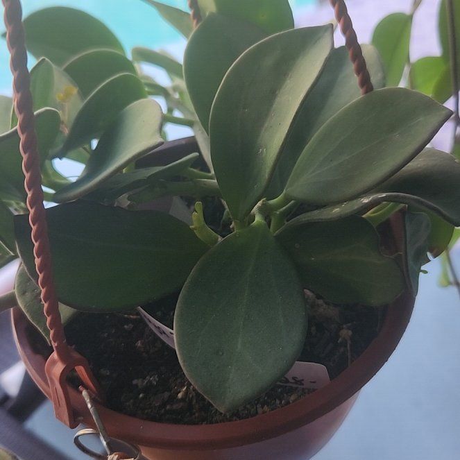 Photo of the plant species Wax Plant by @ZingNectarine named Sage on Greg, the plant care app