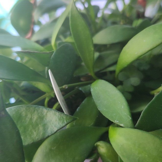 Photo of the plant species Hoya Noona by @ZingNectarine named Homer on Greg, the plant care app