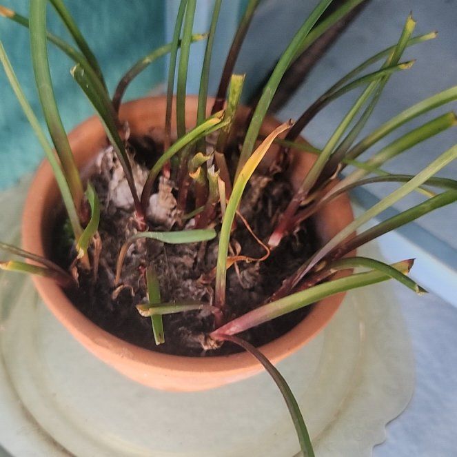 Photo of the plant species Habranthus Robustus by @ZingNectarine named Gaga on Greg, the plant care app