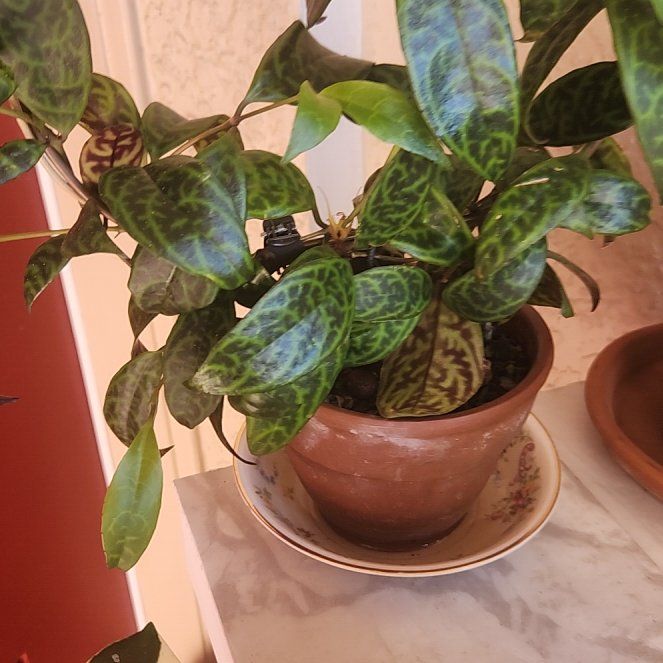 Photo of the plant species Zebra Basket Vine by @ZingNectarine named Naomi on Greg, the plant care app