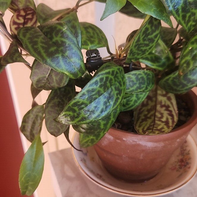 Photo of the plant species Zebra Basket Vine by @ZingNectarine named Terra on Greg, the plant care app