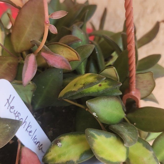Photo of the plant species Hoya 'Heuschkeliana Pink' by @ZingNectarine named Beyonce on Greg, the plant care app