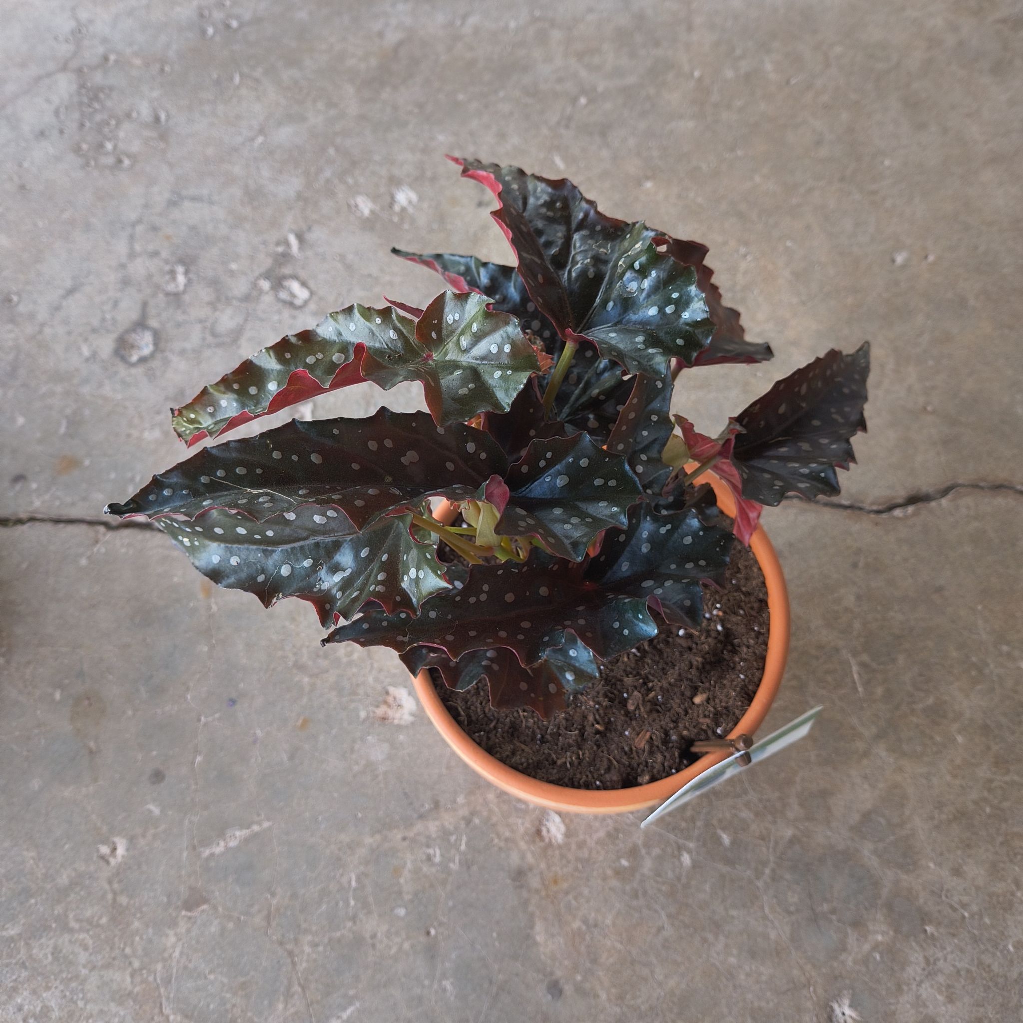Photo of the plant species Begonia Elsa by @EquableZebrina named Coco on Greg, the plant care app
