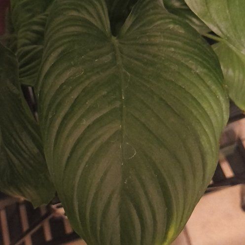 Photo of the plant species sunshine gem by @EquableZebrina named Crush on Greg, the plant care app