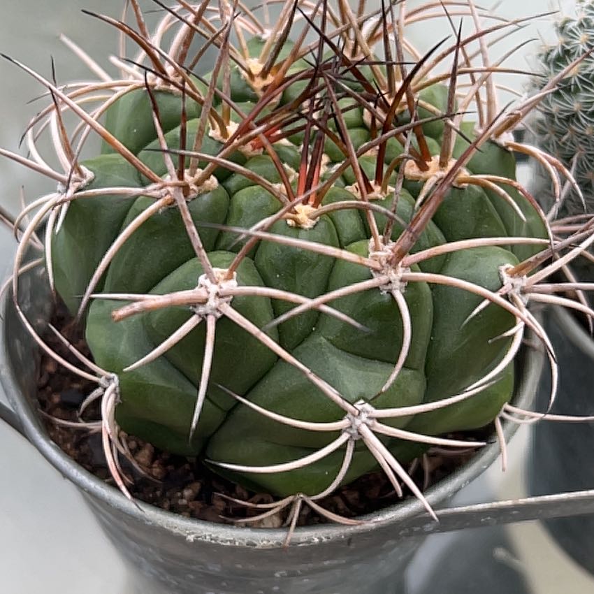 A healthy Devil's Pincushion cactus with prominent spines in a metal pot.