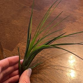 Photo of the plant species Air Plant by @NoblySucc named Bella on Greg, the plant care app