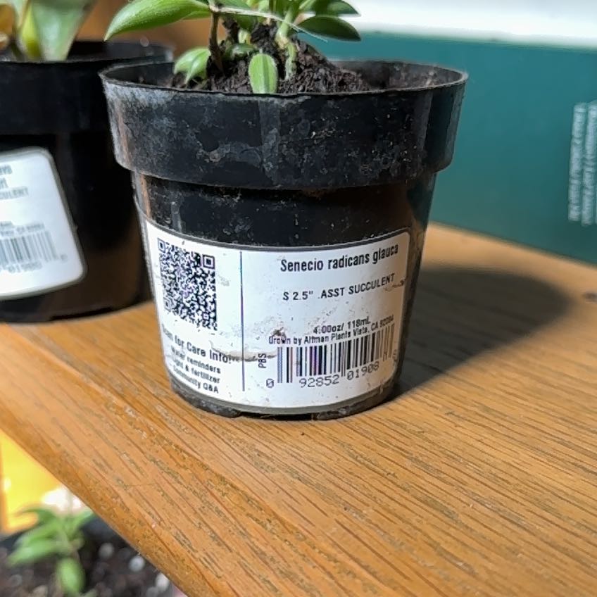 Photo of the plant species Blue Pickle Vine by @YeveJellypalm named James Dean on Greg, the plant care app