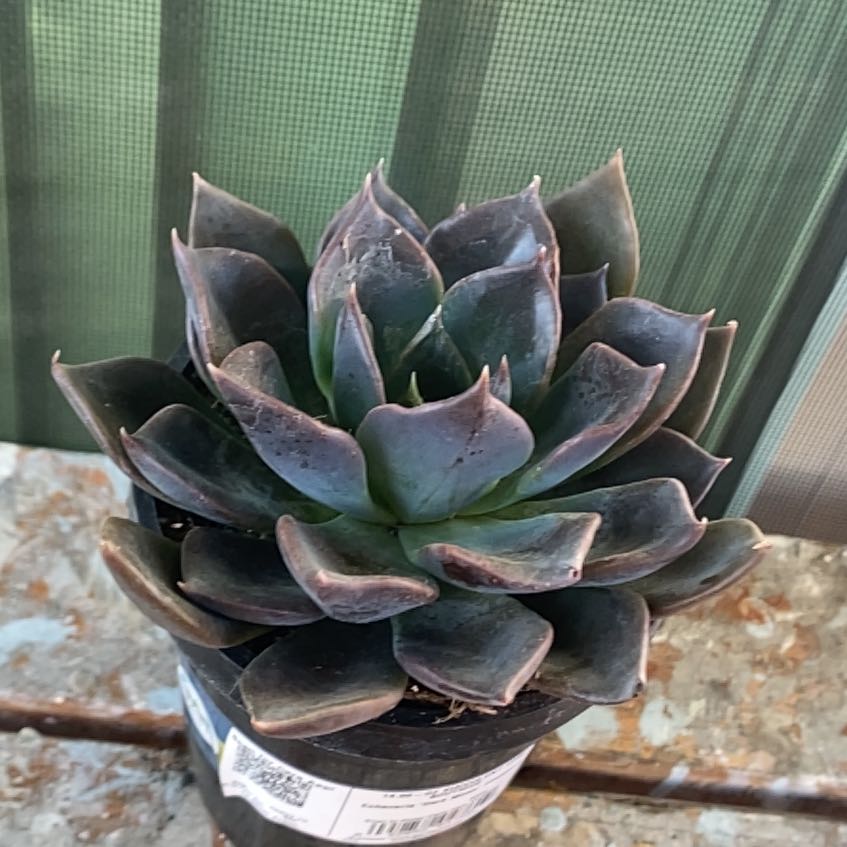 Echeveria 'Dark Moon' succulent in a black pot with dark, fleshy leaves arranged in a rosette pattern.