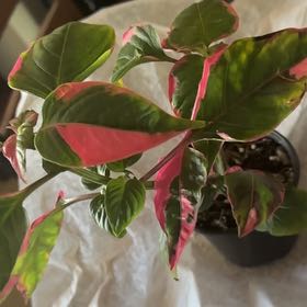 Photo of the plant species Pink Josephs Coat by @ChummyKiekie named Robert Plant on Greg, the plant care app