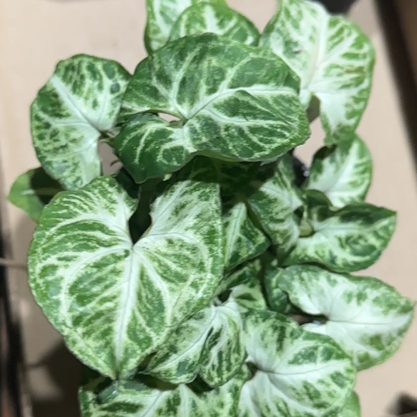 Photo of the plant species Syngonium Glo Go by @ChummyKiekie named Osmo on Greg, the plant care app