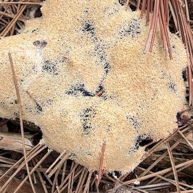 Photo of the plant species Large White-Moss by @PlayfulLemon named Scarlett on Greg, the plant care app