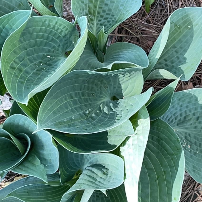 Photo of the plant species Siebold's Plantain Lily by @PlayfulLemon named Eva on Greg, the plant care app