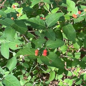 Photo of the plant species Tatarian Honeysuckle by @PlayfulLemon named Orlando Bloom on Greg, the plant care app