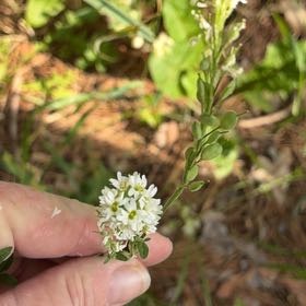 Photo of the plant species Poorman Pepperweed by @PlayfulLemon named Elina on Greg, the plant care app