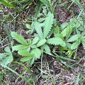 Photo of the plant species Sulphur Cinquefoil by @PlayfulLemon named Madonna on Greg, the plant care app