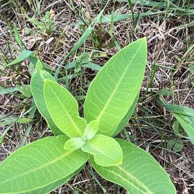 Photo of the plant species Common Milkweed by @PlayfulLemon named Fernie Mercury on Greg, the plant care app