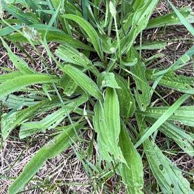Photo of the plant species Narrowleaf Plantain by @PlayfulLemon named Gaga on Greg, the plant care app