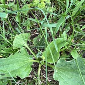 Photo of the plant species Broadleaf Plantain by @PlayfulLemon named Nithin on Greg, the plant care app