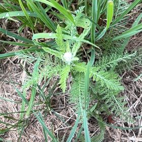 Photo of the plant species Boreal Yarrow by @PlayfulLemon named Lavender on Greg, the plant care app