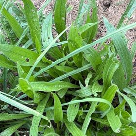 Photo of the plant species Blond Plantain by @PlayfulLemon named Bieber on Greg, the plant care app