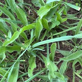 Photo of the plant species Narrowleaf Plantain by @PlayfulLemon named Athena on Greg, the plant care app