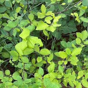 Photo of the plant species Winterberry by @PlayfulLemon named Walt on Greg, the plant care app
