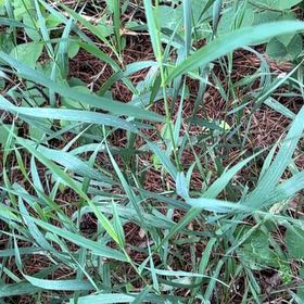 Photo of the plant species Reed Canarygrass by @PlayfulLemon named Sigmund on Greg, the plant care app