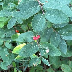 Photo of the plant species Tatarian Honeysuckle by @PlayfulLemon named Bruce Lee on Greg, the plant care app