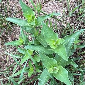 Photo of the plant species Mirabilis Nyctaginea by @PlayfulLemon named Rosa on Greg, the plant care app