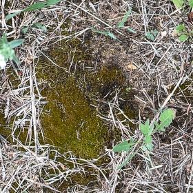 Photo of the plant species Roundleaf Ceratodon Moss by @PlayfulLemon named Dolores on Greg, the plant care app
