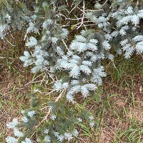 Photo of the plant species Colorado Spruce by @PlayfulLemon named Bigleef Smalls on Greg, the plant care app