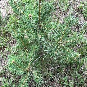 Photo of the plant species Scots Pine by @PlayfulLemon named Denali on Greg, the plant care app